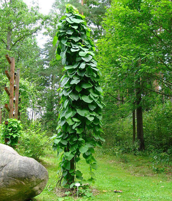 Аристолохия крупнолистная
