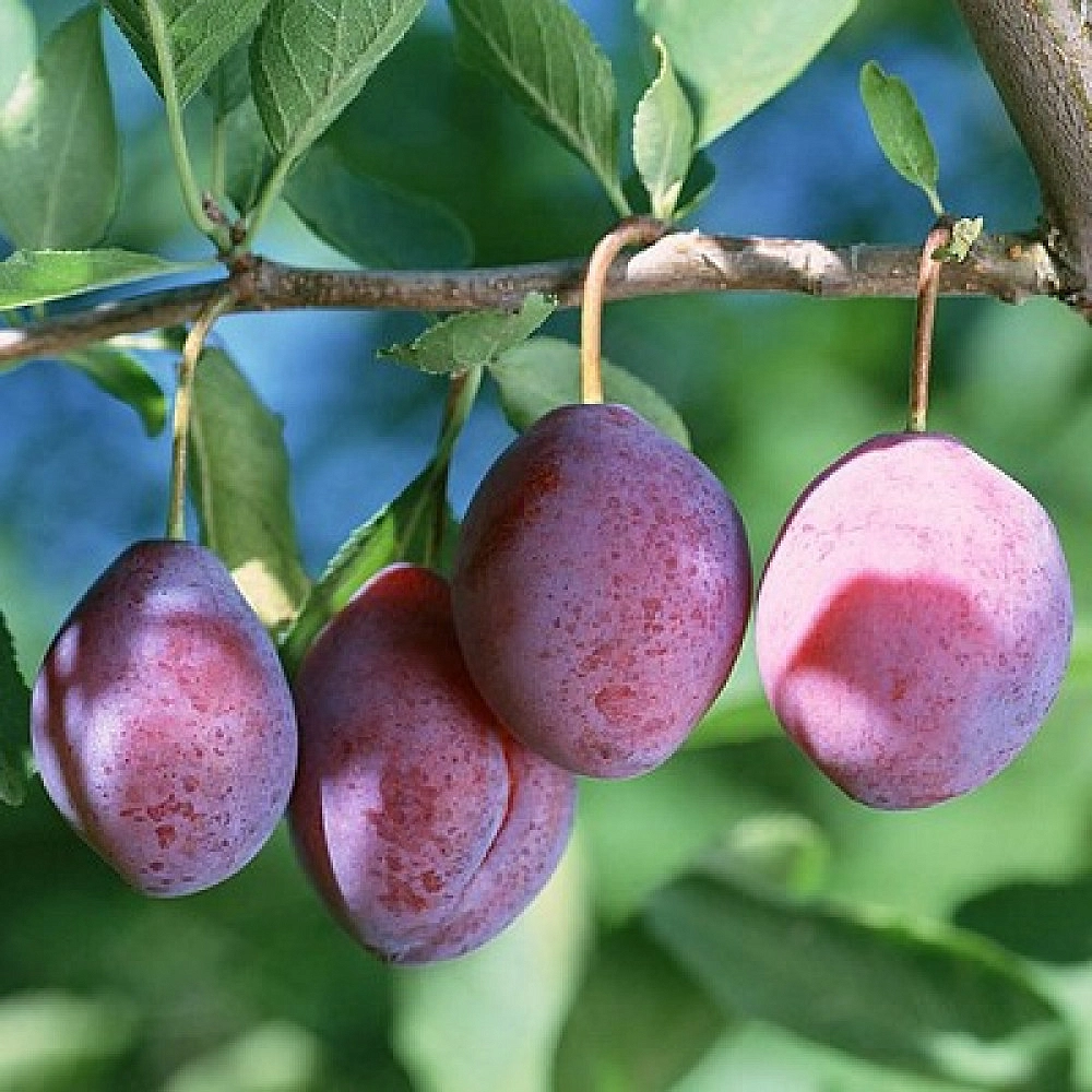 Слива 'Кабардинка'