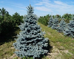 Ель колючая 'Хото'