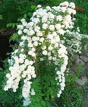 Спирея Тунберга