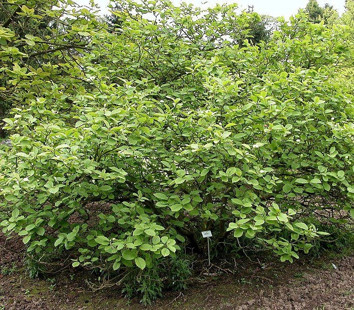 Магнолия Зибольда