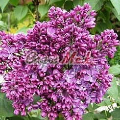 Сирень обыкновенная 'Конго/Мадам Лемуан/Лиловая Пирамида'