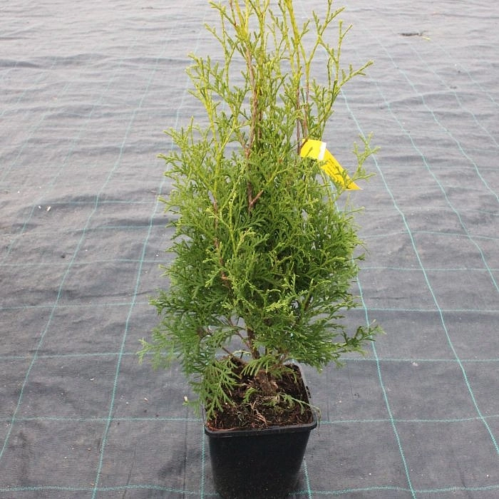 Туя западная Малоняна (Malonyana) Туя западная Малоняна (Malonyana)