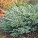 Можжевельник виргинский 'Хетц'