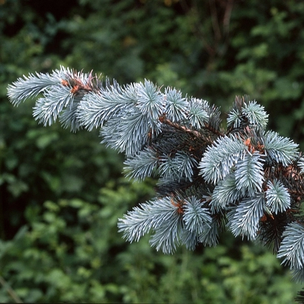 Псевдотсуга мензиса Блу Вондер (Blue Wonder)
