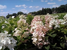 Гортензия метельчатая 'Тиклед Пинк'