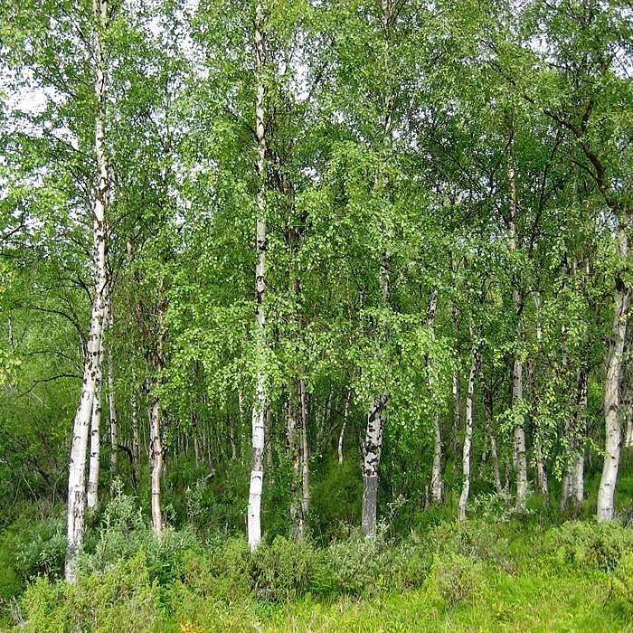 Береза повислая