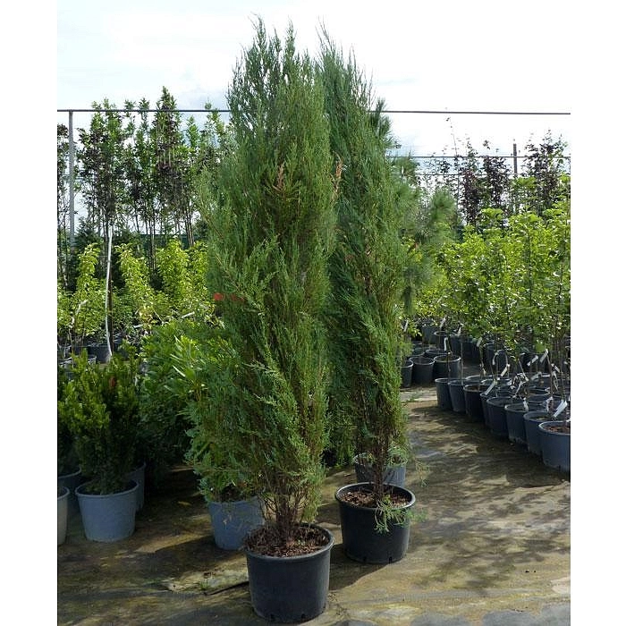 Можжевельник скальный 'Блу Арроу'