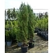 Можжевельник скальный 'Блу Арроу'