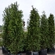 Туя западная 'Брабант'