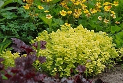 Душица обыкновенная 'Голд Наггет'