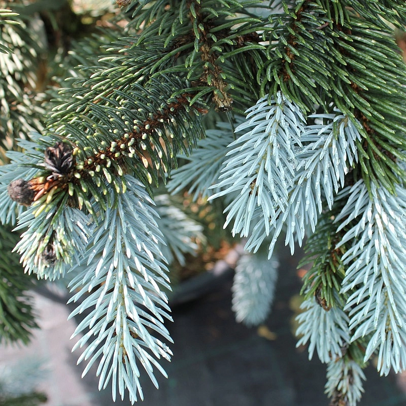 Ель колючая 'Хупси'