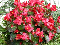 Бегония изящная 'Лотто Скарлет' (красная с зеленым листом)