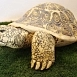 Черепаха большая закрытая