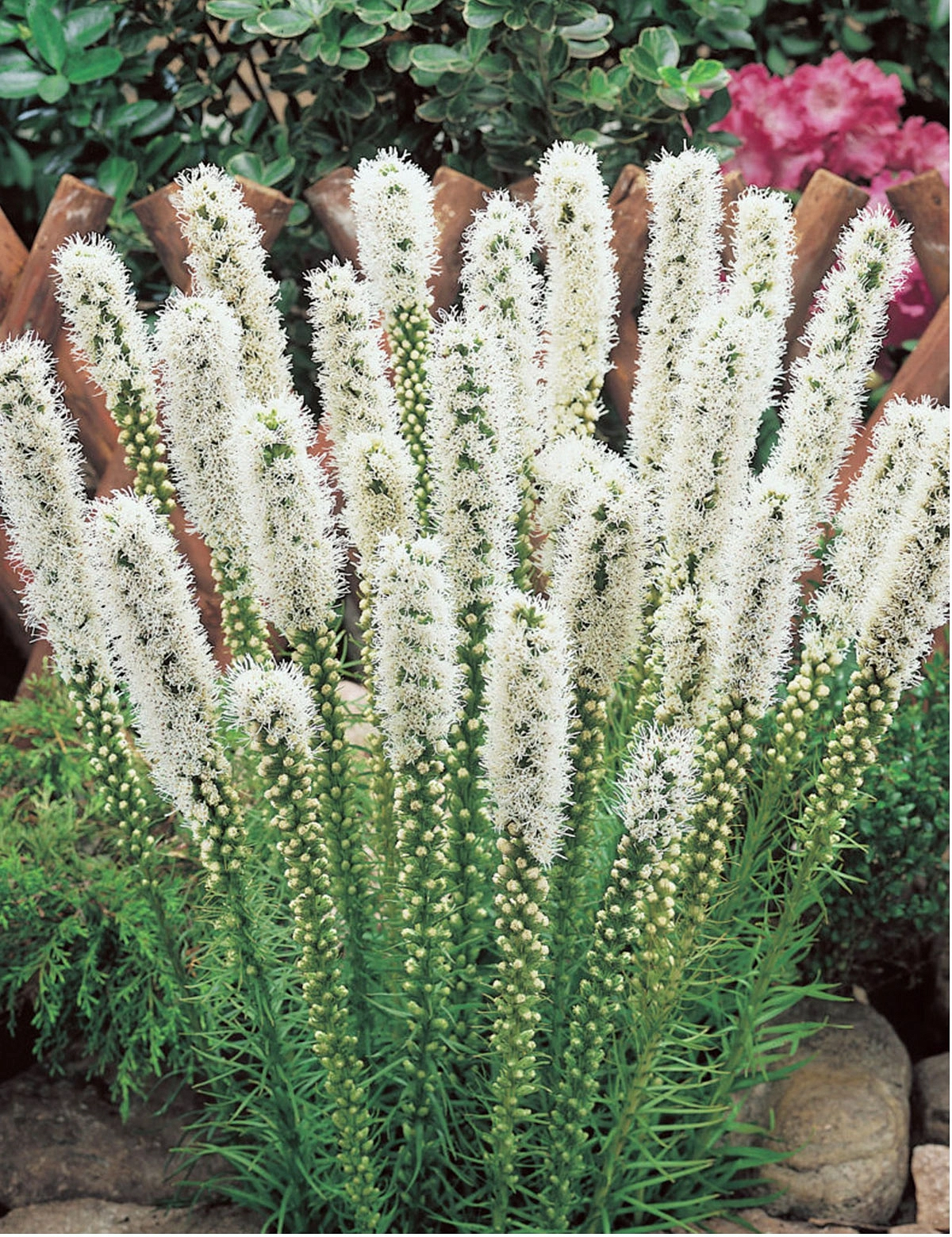 Лиатрис колосковый 'Флористан'