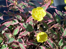 Зверобой мозера 'Триколор'