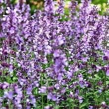 Котовник Фассена 'Джуниор Волкнер'