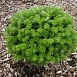 Пихта корейская 'Бриллиант'