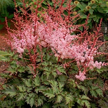 Астильба Арендса 'Дельфт Лейс' (розовый)