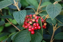 Калина гордовина 'Могикан'