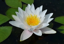 Нимфея белая Нимфея белая