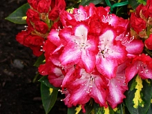 Рододендрон гибридный 'Президент Рузвельт' (красный)