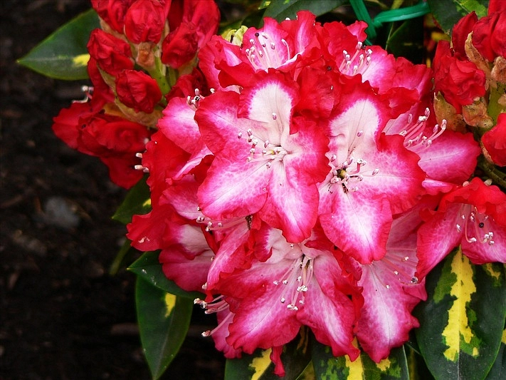 Рододендрон гибридный 'Президент Рузвельт' (красный)