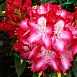 Рододендрон гибридный 'Президент Рузвельт' (красный)