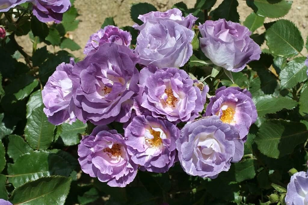 Роза 'Блю фор Ю' (флорибунда) (пурпурная)