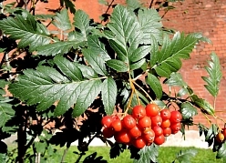 Рябина дуболистная (подвой)