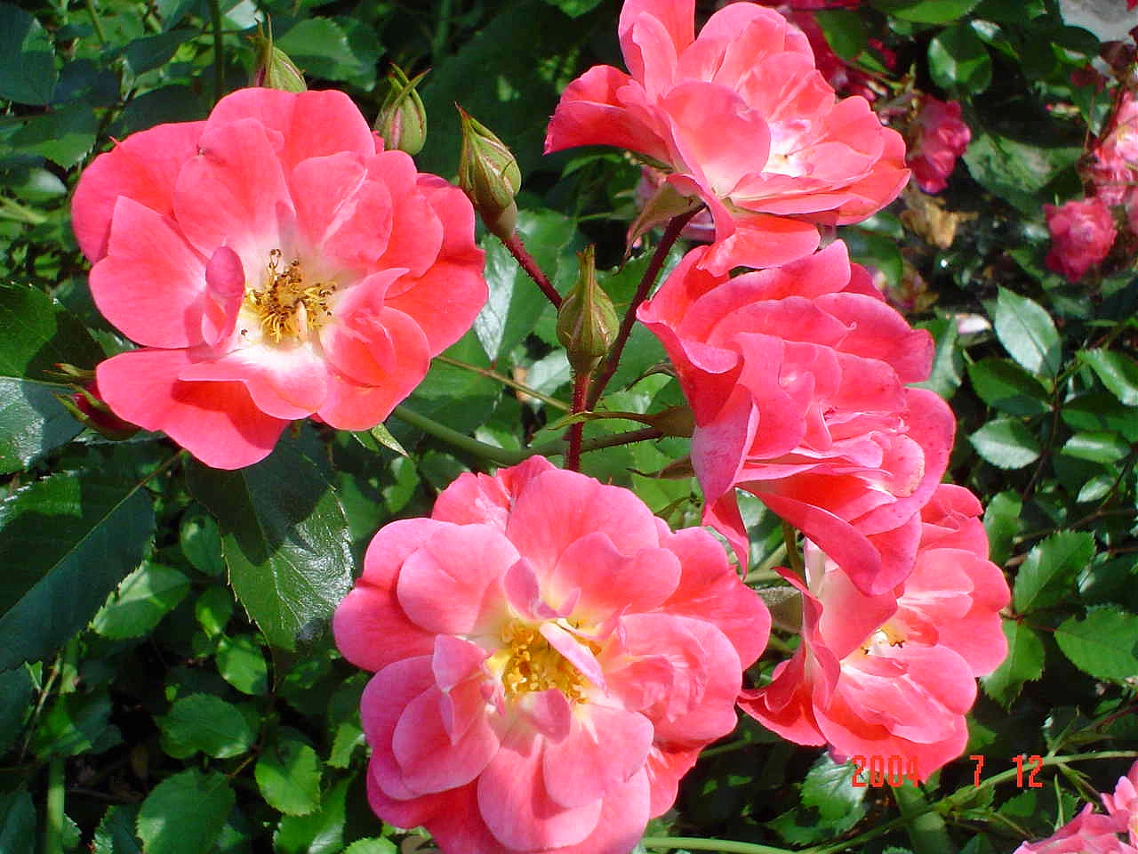 Роза 'Фуксия Мейяндекор' (чайно-гибридная)(коралово - розовая)