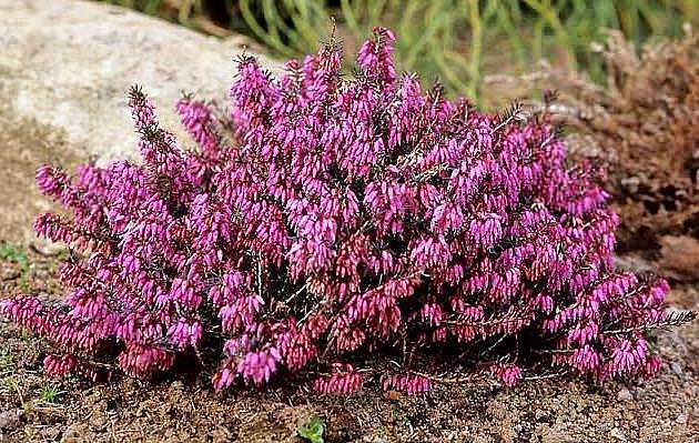 Эрика дарленская 'Крамерс Рот'