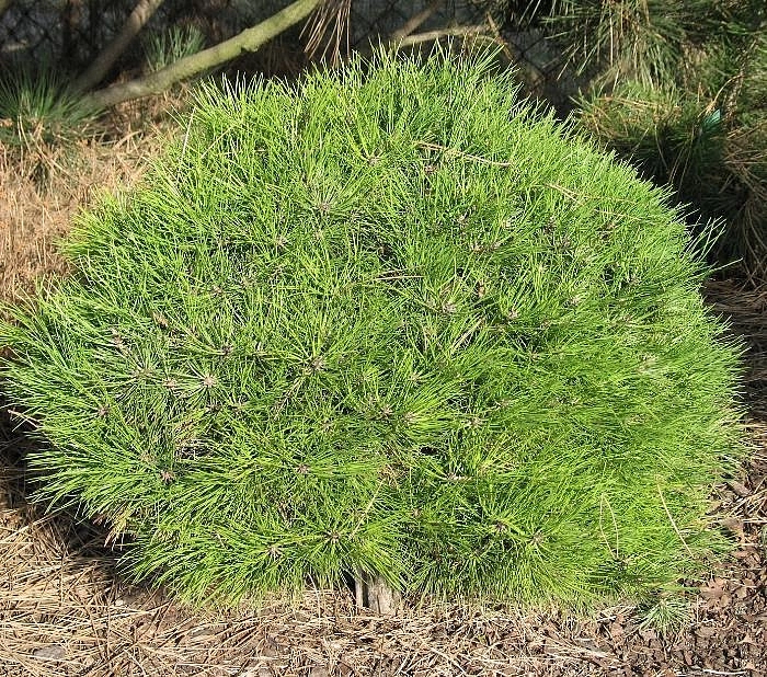 Сосна черная 'Мари Брегон'