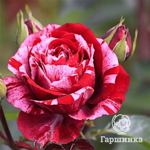 Роза 'Дип Импрешн' (флорибунда) (темно-красный)