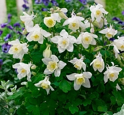 Аквилегия гибридная (водосбор) 'Спринг Меджик Уайт'