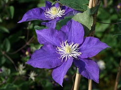 Клематис 'Блу Перуэт'