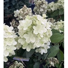 Гортензия метельчатая 'Панфлора'