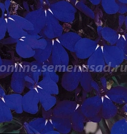 Лобелия компактная 'Ривьера Миднайт Блю'