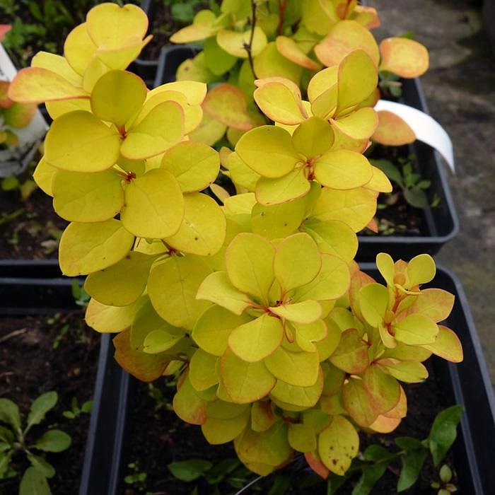 Барбарис вильсона Марианна (Marianne)