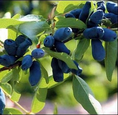 Жимолость съедобная 'Лазурная'