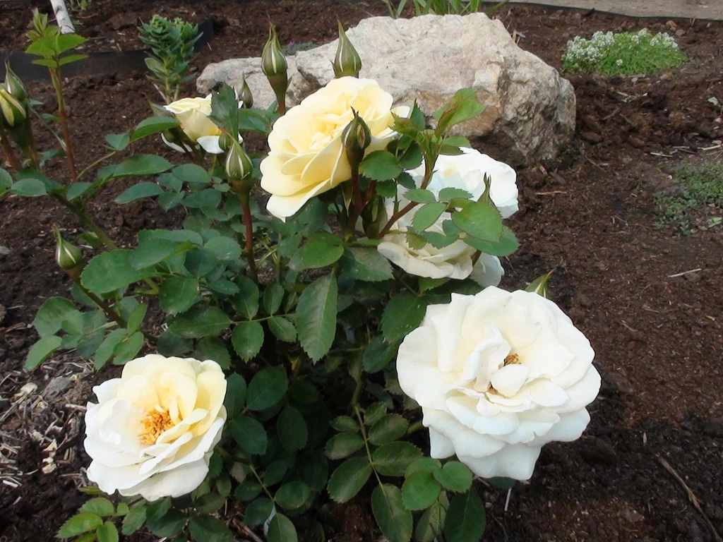 Роза 'Джей Пи Коннел' (шраб) (белая)