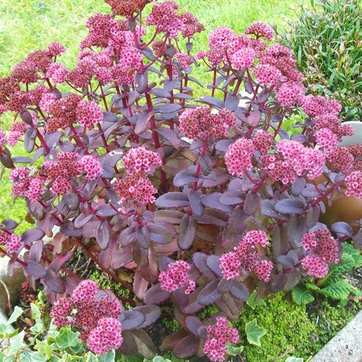 Седум гибридный (Очиток) 'Пиколетте'