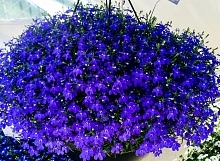 Семена Лобелия