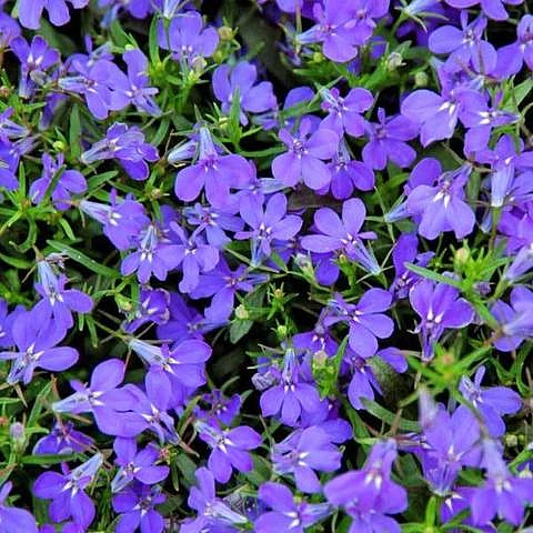 Лобелия ежевидная 'Ривьера Марин Блю' (синий)