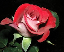 Роза 'Латина Леди' (чайно-гибридная) (красно - розовая)