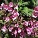 Вейгела 'Нана Пурпуреа'