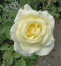 Роза 'Элина' (чайно-гибридная) (желтая)