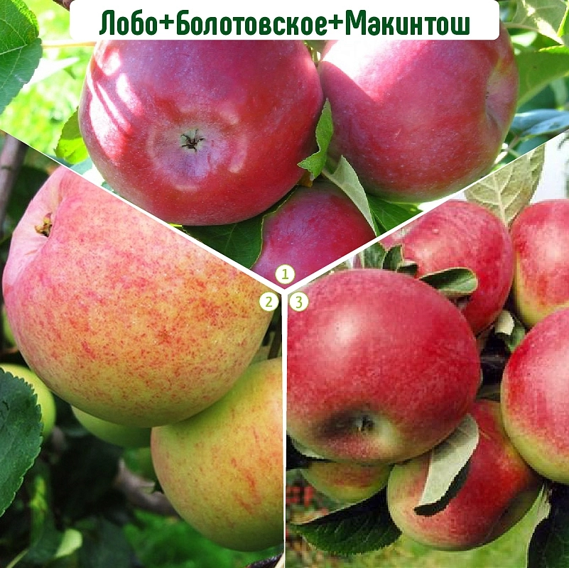Яблоня домашняя 'Лобо/Болотовское/Макинтош' (тройная прививка) Яблоня домашняя 'Лобо/Болотовское/Макинтош' (тройная прививка)