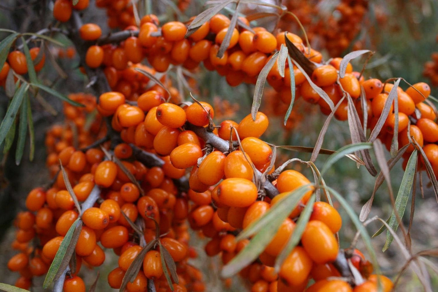 Облепиха 'Ботаническая'