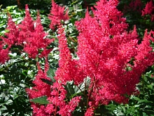 Астильба японская 'Монтгомери' (красно - пурпурная)